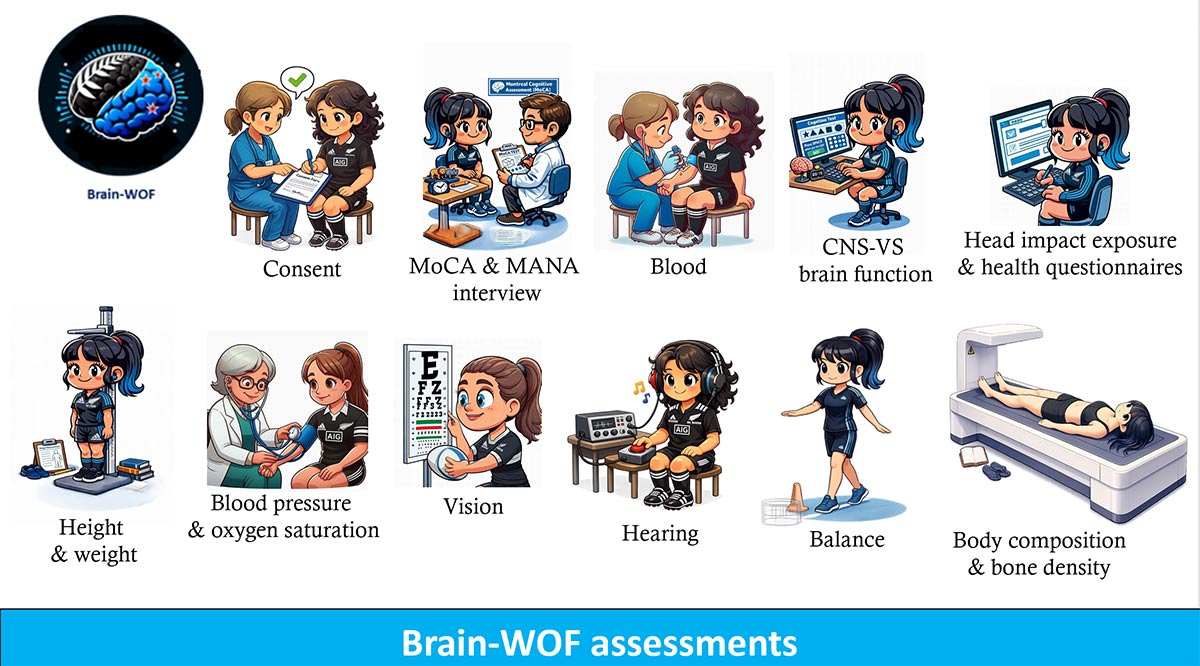 BrainWOF protocol infographic